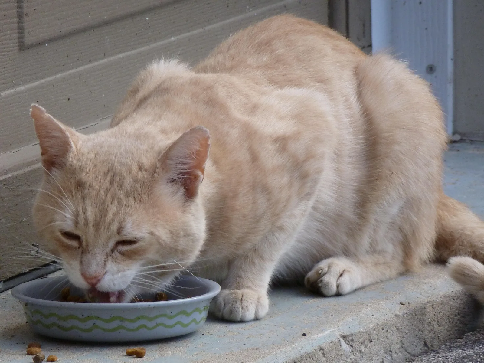Un chat roux mange des croquettes dans une gamelle posée sur le seuil d'une porte.
