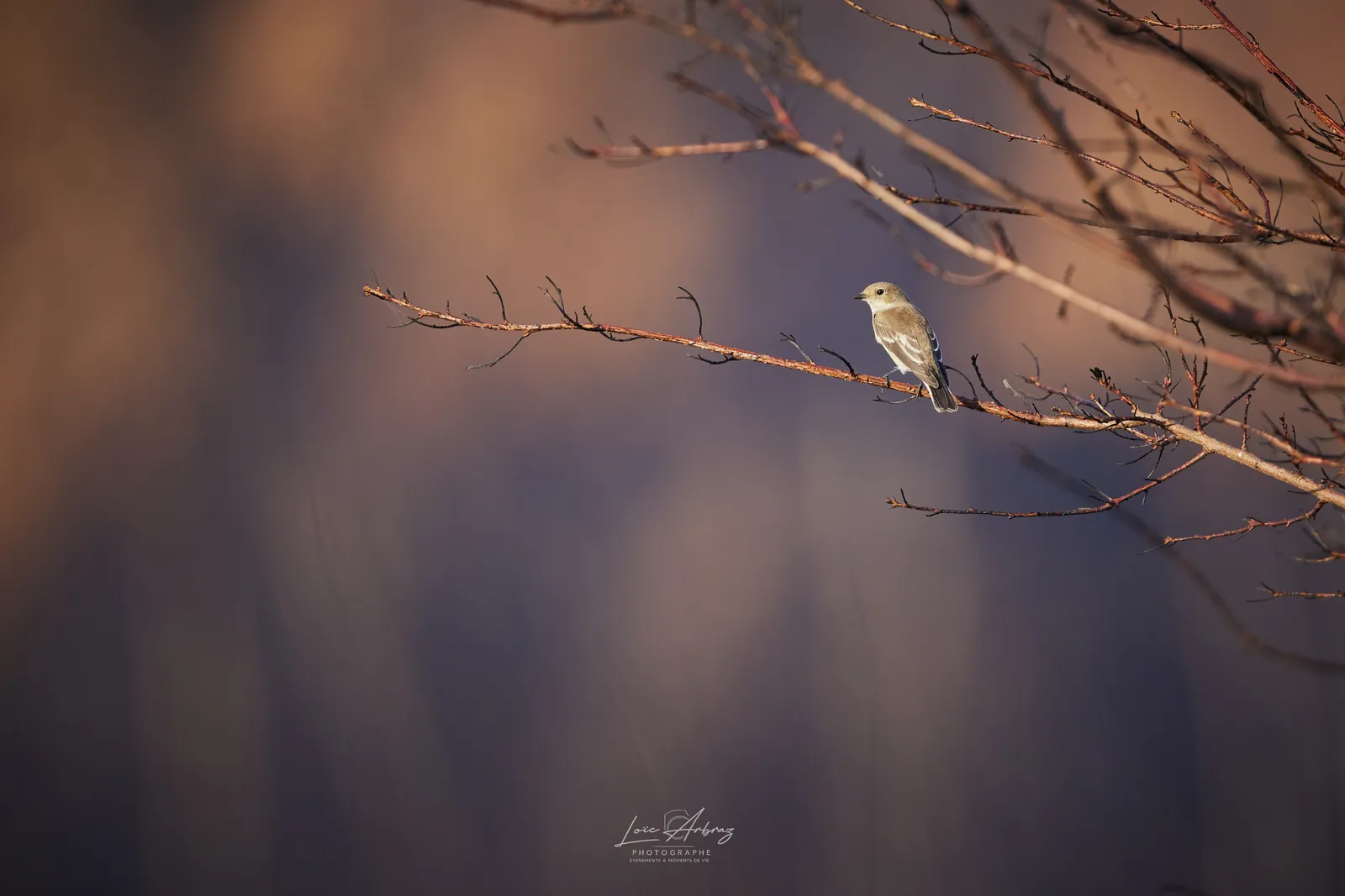 Un gobemouche posé sur une fine branche dans une lumière dorée, au-dessus d'un sous-bois régénéré. Photo © Loïc Arbraz.